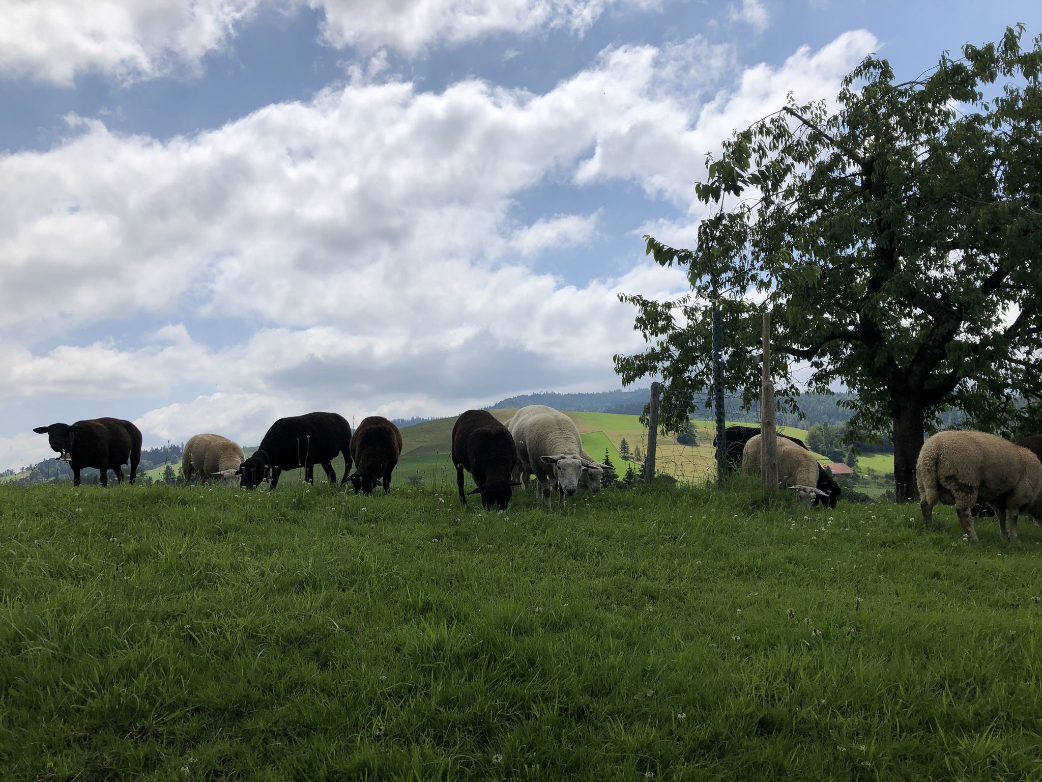 Und wieder sind Heimtiere stärker von Tierquälerei betroffen als Nutztiere