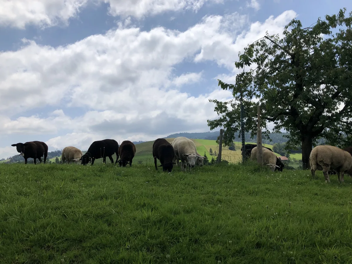 tierschutz Und wieder sind Heimtiere stärker von Tierquälerei betroffen als Nutztiere