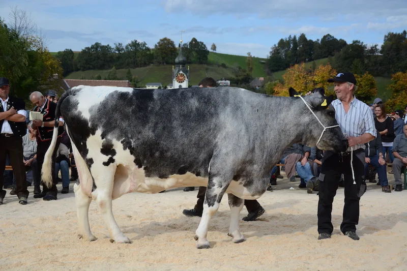 f7c55a732250c7301ffb8c84ffb32bcfa69c6ed7 An der Jubiläumsschau in Huttwil BE erhielt die 20-jährige Kuh Aline eine Glocke. (Bild Simone Barth)