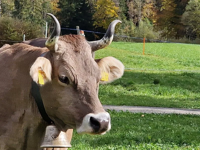 Die Hoffnung von Bio Grischun auf Richtlinienänderung hat sich zerschlagen