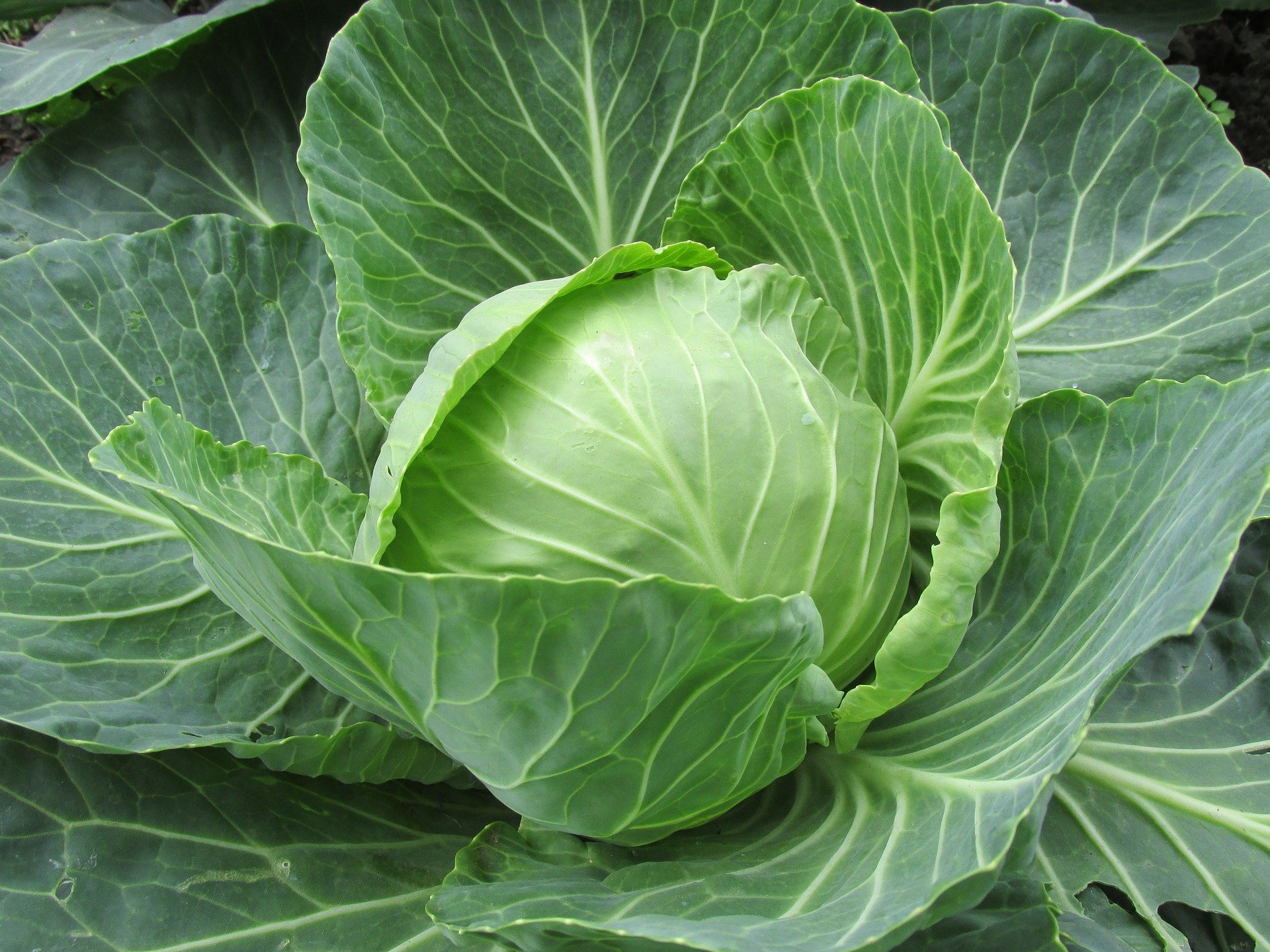 Sauerkraut enthält Vitamine en masse