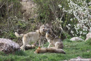 Die Gruppe Wolf Schweiz und weitere grössere Umweltverbände sahen in einem Referendum gegen die neu beschlossene Revision des Jagdgesetzes einen Bärendienst für den Wolf. Die Wolfs-Hirten hingegen sprachen davon, der Wolf werde zum buchstäblichen «Bauernopfer».