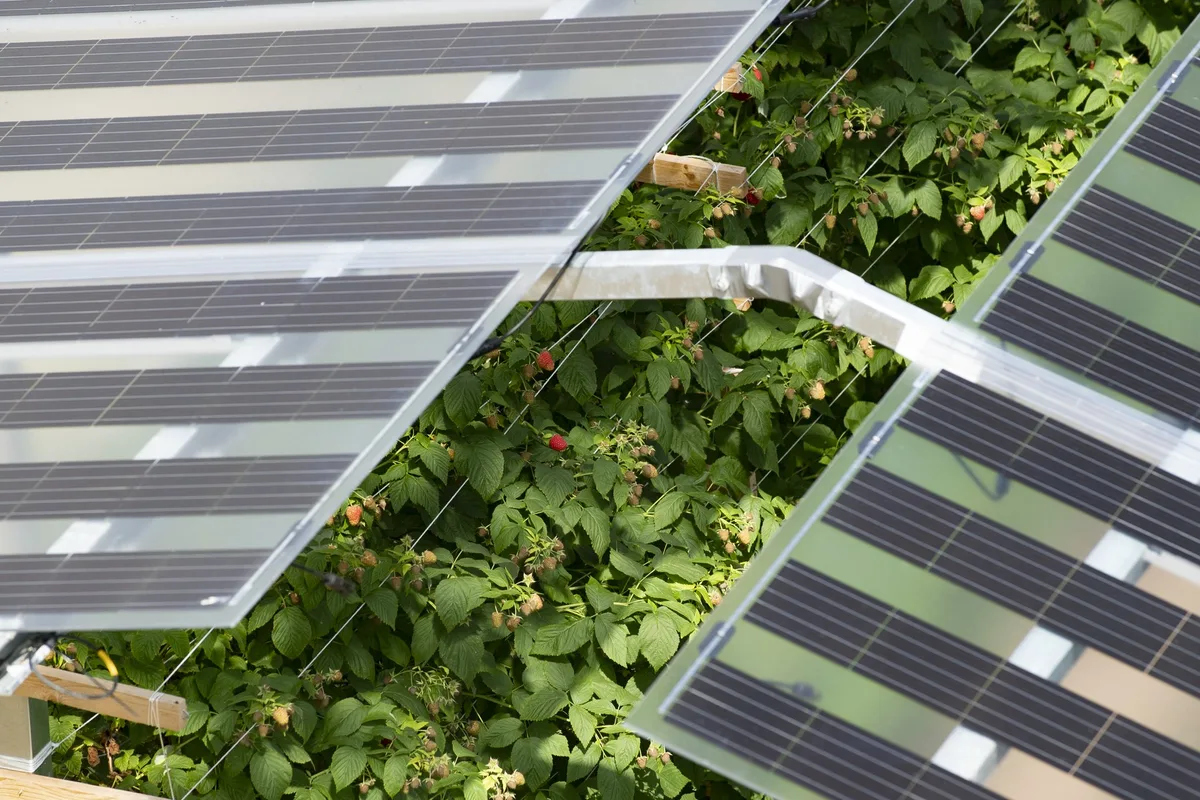 Der Bundesrat will Rahmenbedingungen für Agrophotovoltaik in der Schweiz schaffen