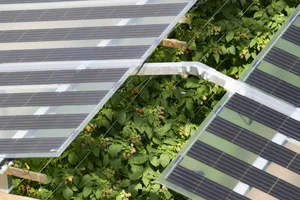 Versuche mit dem Anbau von Himbeeren in den Niederlanden waren erfolgreich. Von der Anordnung konnten die Solarzellen mit verbesserter Effizienz und die Pflanzen dank deren Schutzwirkung profitieren.
