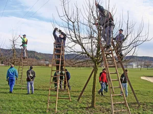 In einem Schnittkurs für Hochstamm-Obstbäume können Interessierte Schnitt- und Formierungseingriffe erlernen. Fast alle Schweizer Bildungszentren wie die Liebegg, der Strickhof oder der Wallierhof bieten solche Kurse an. Bild: Daniel Schnegg