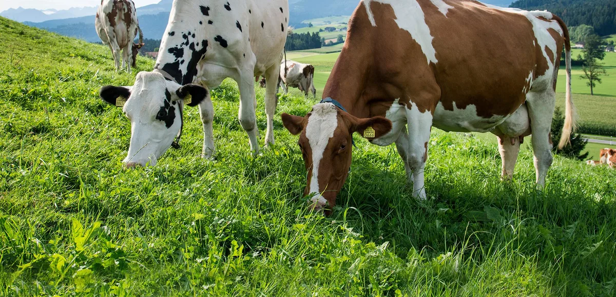 a8be0d3f338651fb2185684d7555bf0c7225de10 Die Studie zeigt auch, dass nur jene Betriebe ihr Einkommen stabil halten oder steigern konnten, die auch ihre Produktivität mit der entsprechenden Technologie erhöhen konnten. (Bild Agroscope)