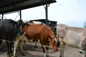 Für Milchkühe wurde zwar die grösste Anzahl Antibiotika-Verschreibungen erfasst, das liegt aber auch daran, dass diese Tiere meist einzeln statt in Gruppen behandelt werden.