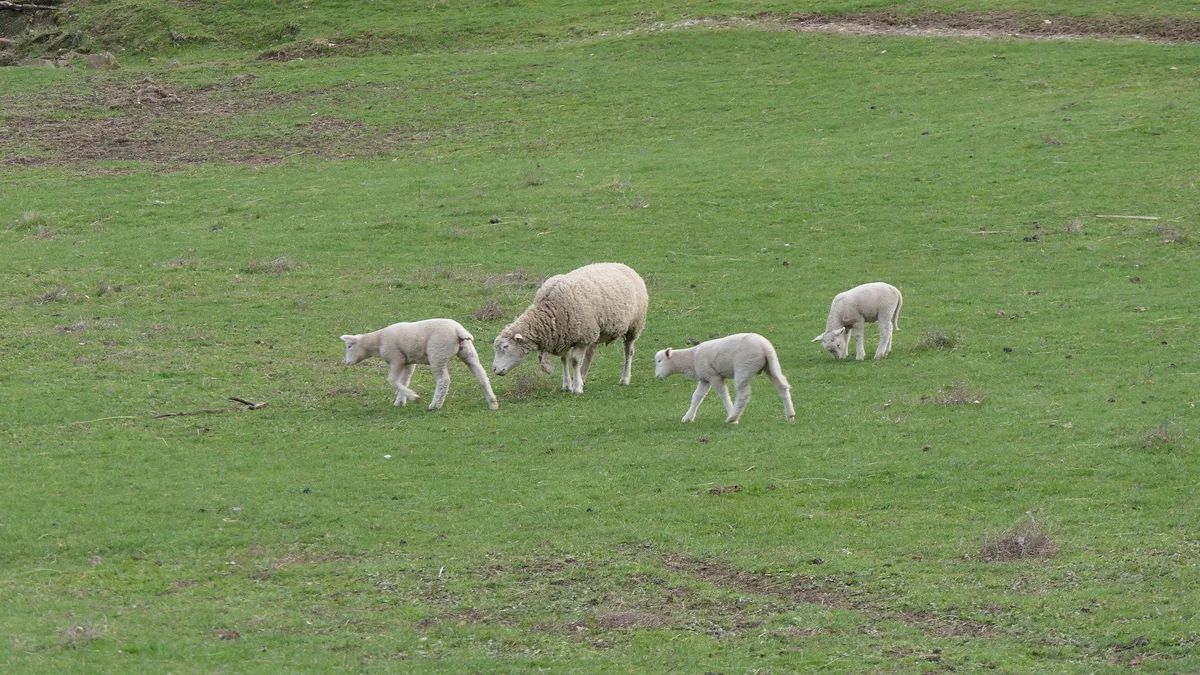 schafe_MaudeYoma Züchter rettet sein Lamm mit Schreien vor einem Wolf