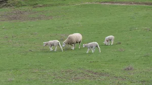 Das Lamm, das vor den Augen des Züchters angegriffen worden ist, konnte nach tierärztlicher Behandlung wieder in die Herde zurückkehren.
