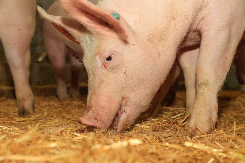 a234d273a85bbb544b4dd9fe9d03dd90b73d0738 Betroffen sei eine Kleinst-Haltung auf einem Biohof. (Symbolbild BauZ)