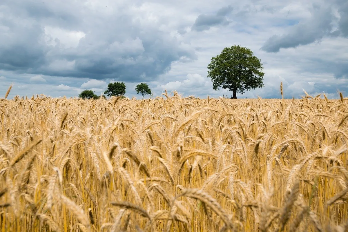 3b85c2730cad8cdbb57fd296abccbd4df6c51214 In Grossbritannien wirkt sich das Wetter massiv auf die Ernte aus. (Symbolbild Pixabay)