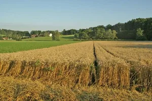 Swiss Granum moniert, es seien nicht alle Nachhaltigkeits-Dimensionen berücksichtigt worden. (Bild: lid)
