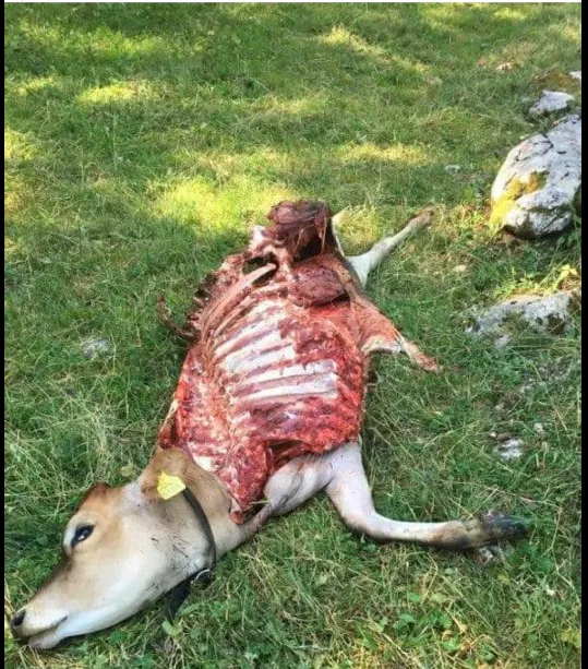Wölfe reissen in Graubünden innert weniger Tage eine zweite Kuh und auch im Jura wird ein Rind gerissen