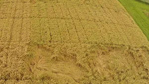 «Früher war es üblich, dass ein grosser Teil des Getreides vor der Ernte umfiel», erinnert sich Joel Meier, langjähriger Versuchsleiter der Syngenta. Bild: zVg