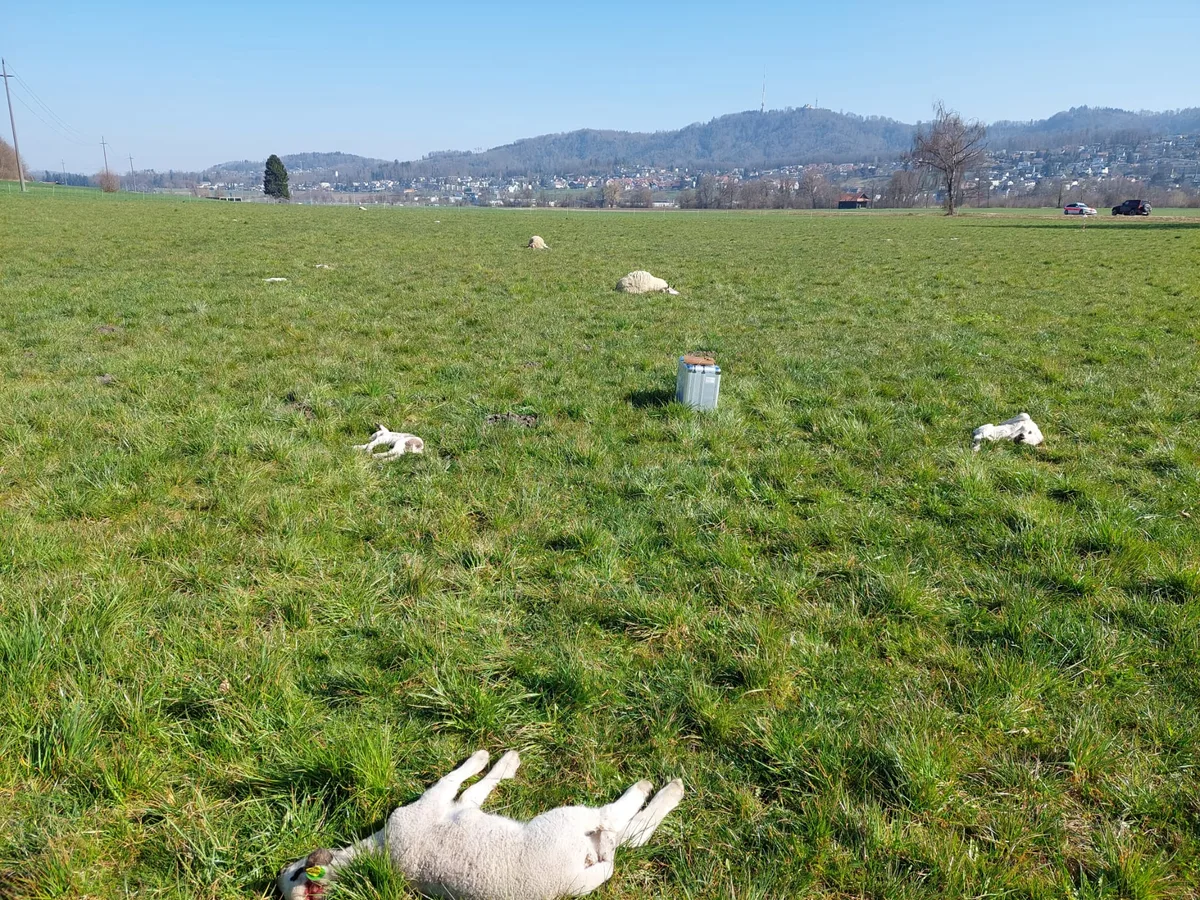 «Ein Herdenschutzhund unterscheidet nicht zwischen Wolf, Hund und Jogger»