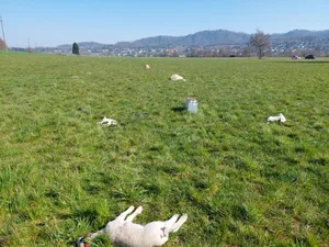 In der Nacht auf den 24. März 2022 sind in Bonstetten ZH 25 Schafe gerissen worden. Der BVA und ZBV sehen eine Gefahr für die Bevölkerung, sollten Wölfe den flächendeckenden Einsatz von Herdenschutzhunden auch im Flachland nötig machen.