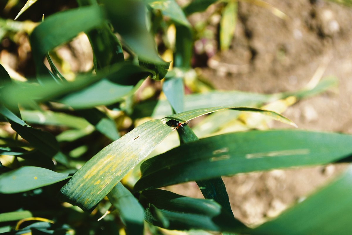 Getreidehähnchen traten 2019 schon früh auf. Viele Eier dürften bei den kalten Nächten anfangs Woche abgestorben sein. (Bild zVg)