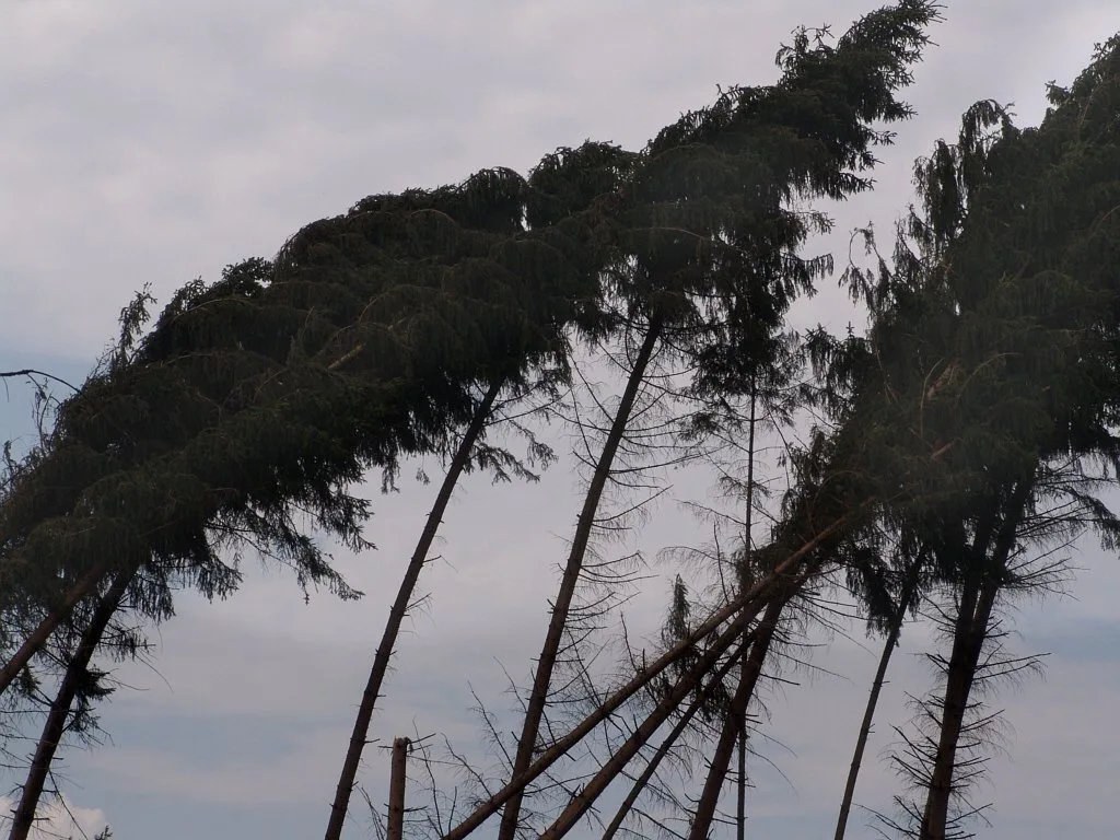 Der Sturm Burglind fegt nicht nur durch den Wald, sondern beeinträchtigt auch Verkehr auf Schiene, Strasse und in der Luft. (Bild Walter J. Pisak)