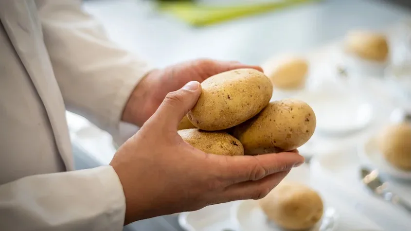 Kartoffeln_Denner Denner testet, ob die Kundschaft robuste Kartoffelsorten kaufen würde