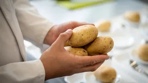 Robuste Kartoffelsorten sehen nicht gleich aus, wie die seit Jahren etablierten. Die Konsumentenakzeptanz ist aber einer der Schlüssel dazu, dass der Anbau ausgedehnt werden kann.
