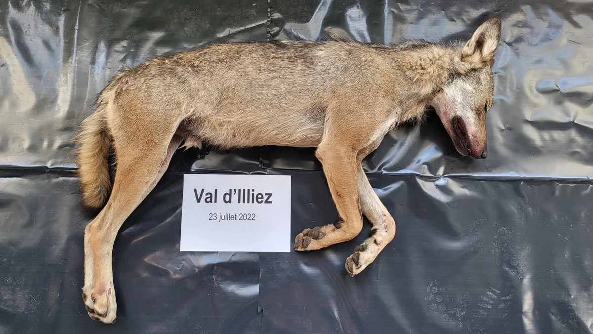 Wolf im Val d'Illiez von Wildhütern geschossen