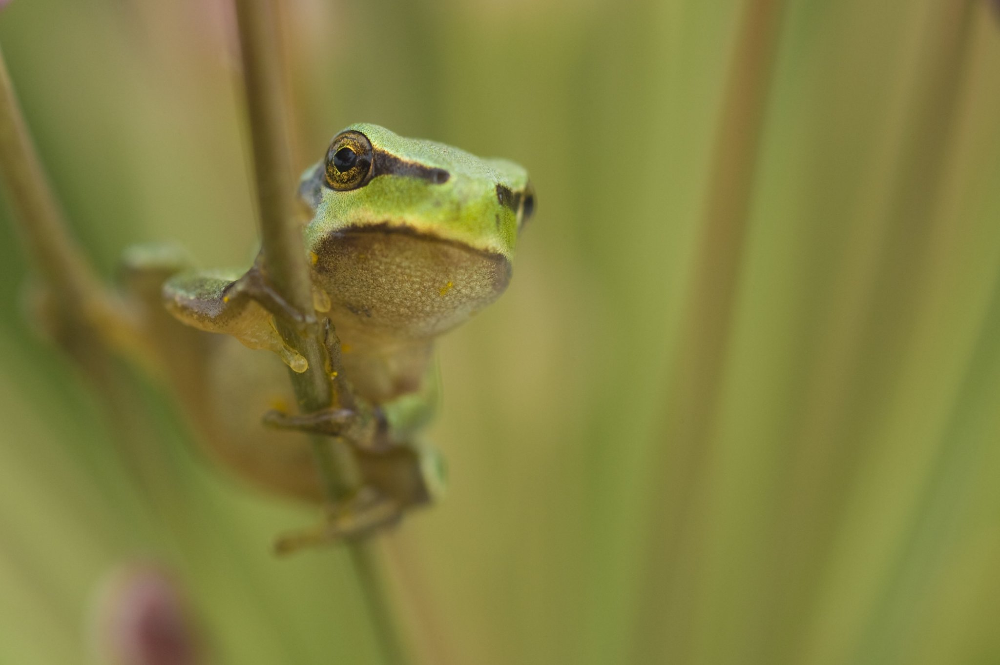 Common tree frog, Bulgaria