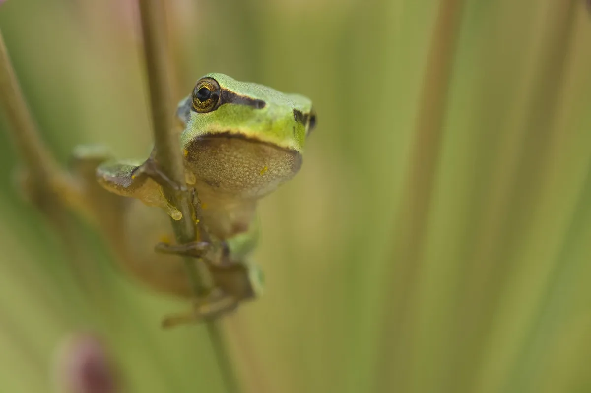 Laubfrosch_Gewinner_2023_Copyright_WWF_Dietmar_Nill Common tree frog, Bulgaria