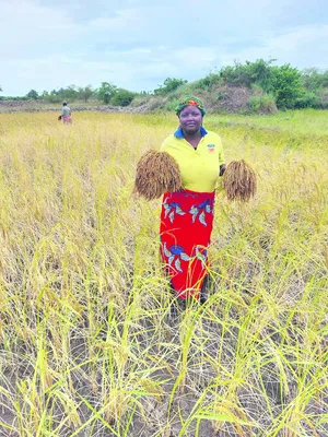 Eine Reis erntende Frau auf der Insel Ibod.