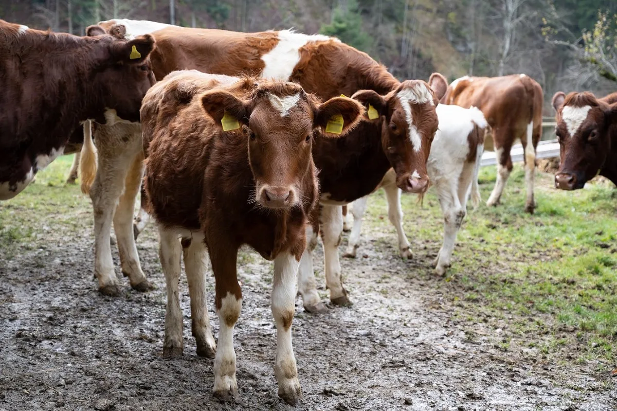 Identitas_tvd Die Identitas AG erklärt die Gründe für steigende TVD-Gebühren