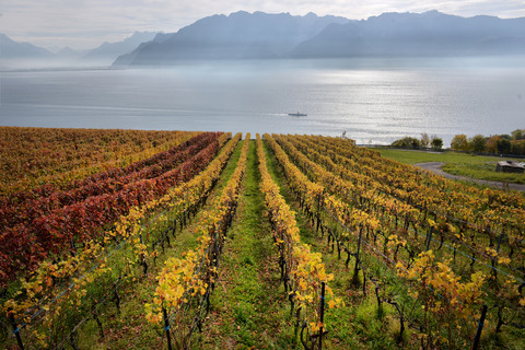 Ab 2022 wird erstmals bei Denner IP-Suisse Wein zu finden sein. Für die Produzenten, die mitmachen wollen, heisst dies, noch mehr Auflagen. (Bild Adobe Stock)