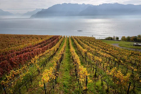 cc2cb86401f296d3d81b84fb38b54173e5cd333a Ab 2022 wird erstmals bei Denner IP-Suisse Wein zu finden sein. Für die Produzenten, die mitmachen wollen, heisst dies, noch mehr Auflagen. (Bild Adobe Stock)
