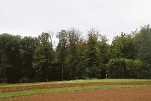 Nicht nur die Fichten haben Probleme: Dürre Astkronen zeigen die akuten Trockenheits- und Hitzeschäden an den Buchen im Schaffhauser Waldgebiet «Wanne» in Büttenhard.(Bilder Roland Müller)