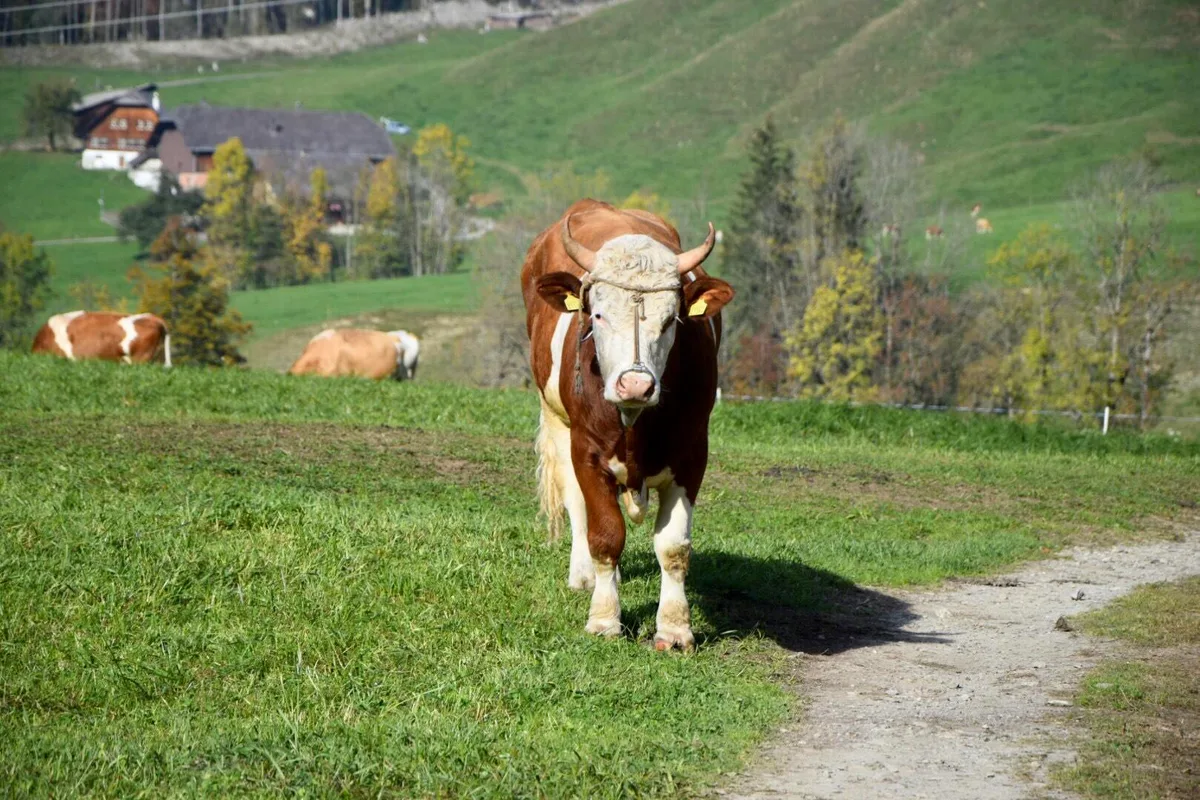 40a53aabc9cfaa4dda2b4942c06c262fde45c7d6 Ein Nasenring wird zwar empfohlen, macht aber nur Sinn, wenn das Tier auch daran geführt werden kann. (Bild ke/bauz)