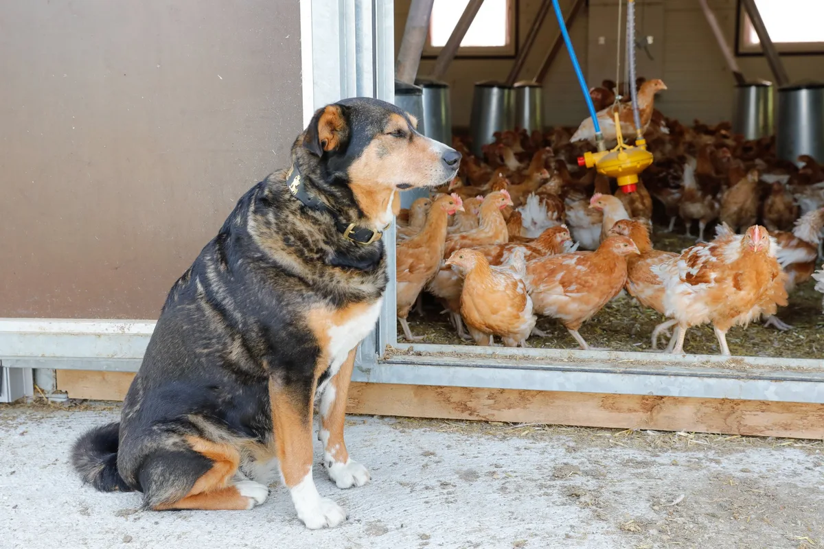 DG_25-04_hund Tipps gegen Gauner und Datendiebe auf dem Bauernhof