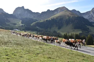 Mit rund 120 Kühen und Rindern sowie 60 Ziegen, zog die Familie Mäder von der Alp Bire wieder ins Tal.