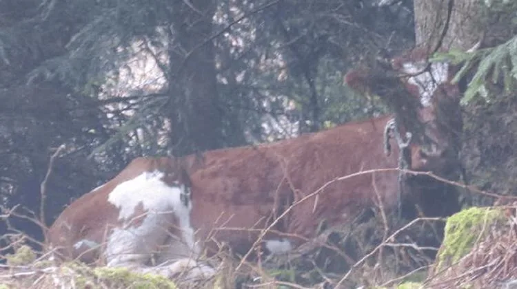 275c305fb34b6526479e32ef1394cf0bf357b538 Spächtli versteckt sich gerne im Dickicht. (Bild Stiftung Gut Aiderbichl)