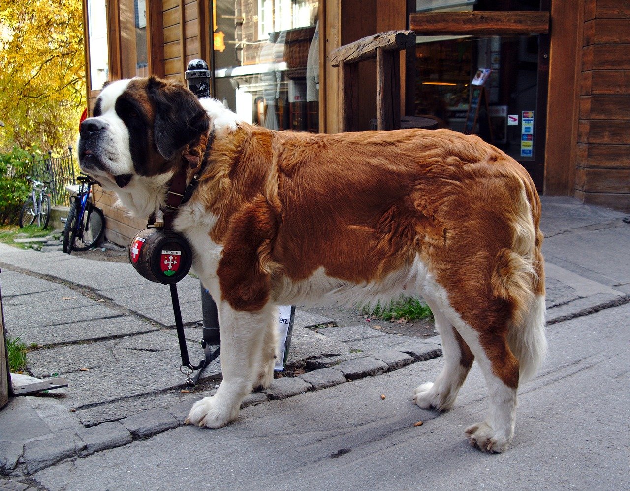 Mit der Live-Cam in die Welpenkiste des Nationalhundes