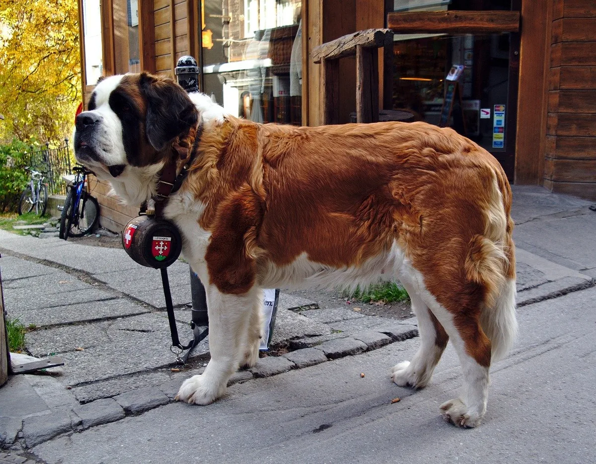Bernhardiner Mit der Live-Cam in die Welpenkiste des Nationalhundes