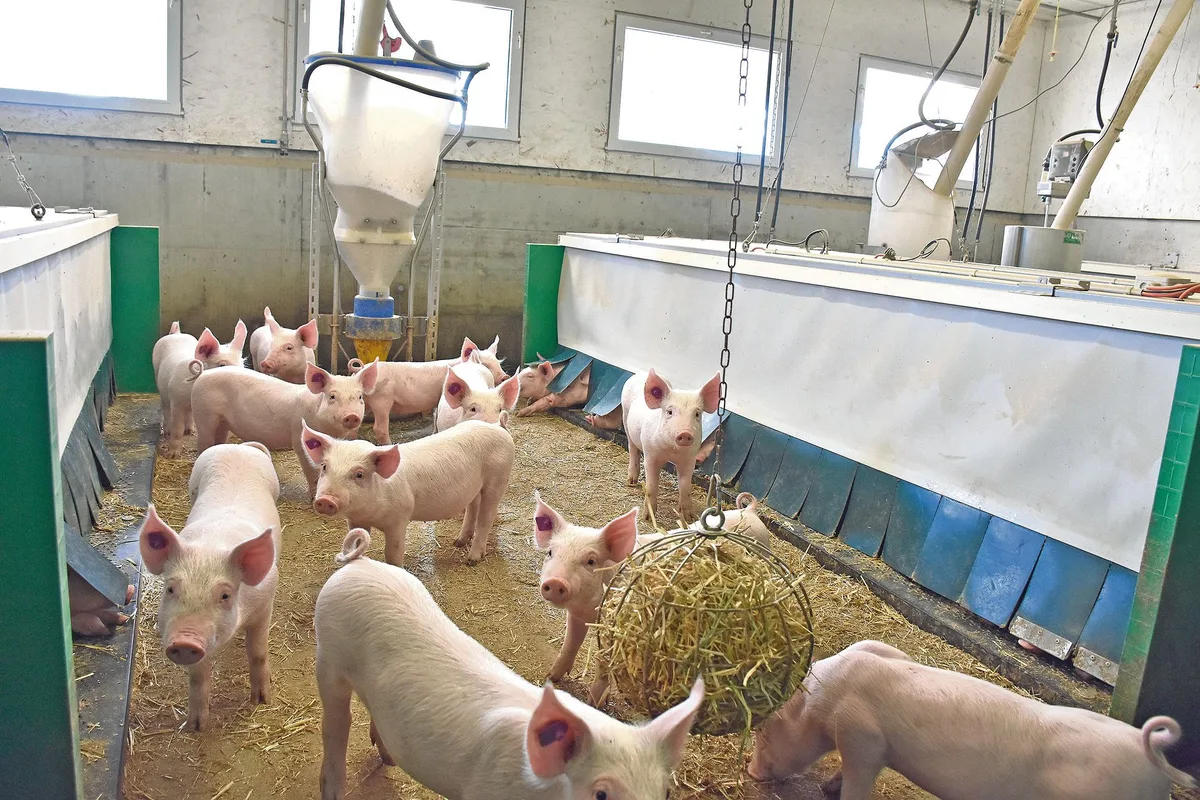 a8a76a27dcbc0d2507664cf18646c40d0173f983 Blick in eine Ferkelaufzucht: Der Gesundheitszustand der Schweizer Schweine wir im Gesundheitsbericht 2020 der Suisag als sehr gut beurteilt.(Bild Suisag)