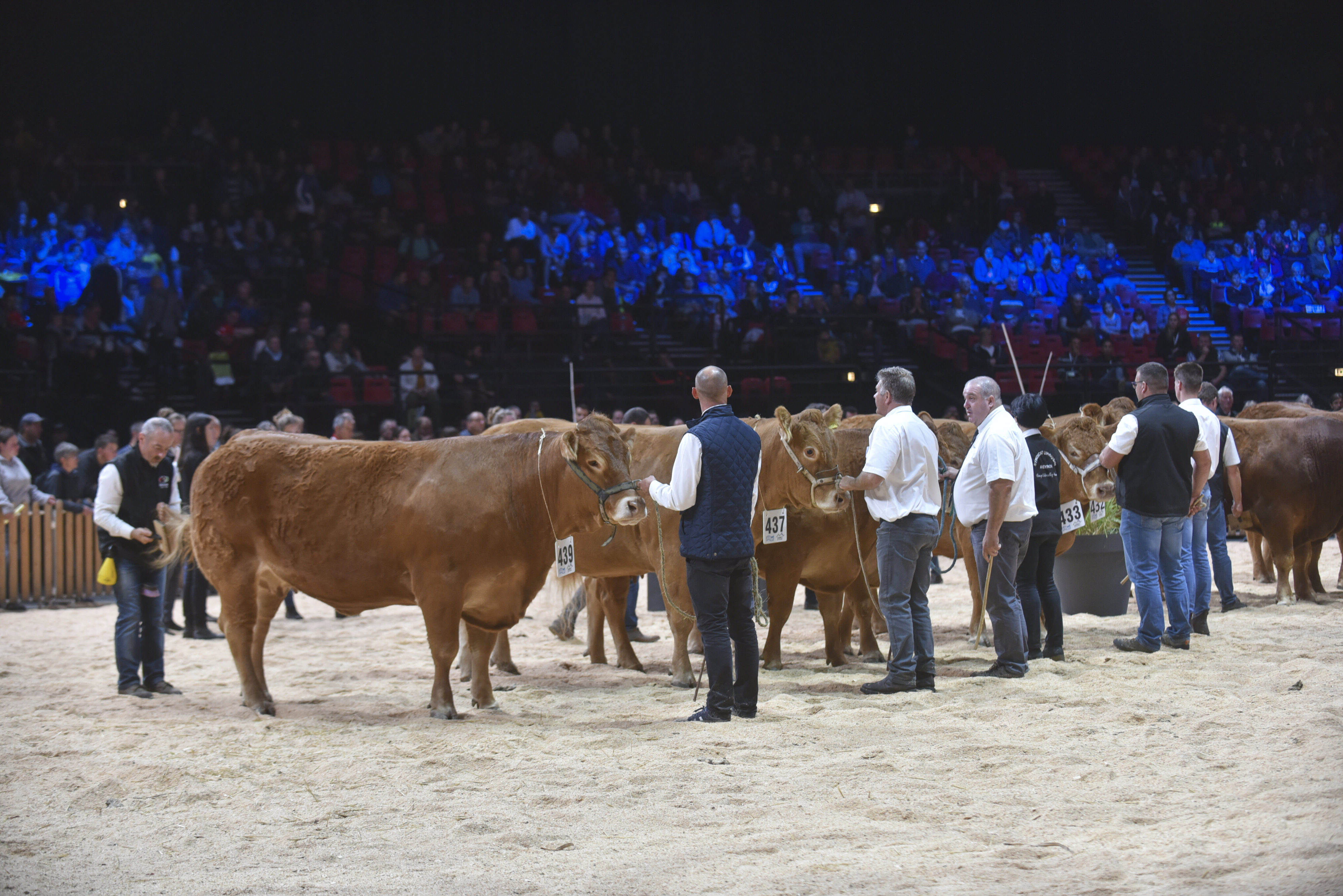 Am Sommet de l’Élevage 2026 stehen Limousin-Rinder als Fleischrasse im Mittelpunkt.