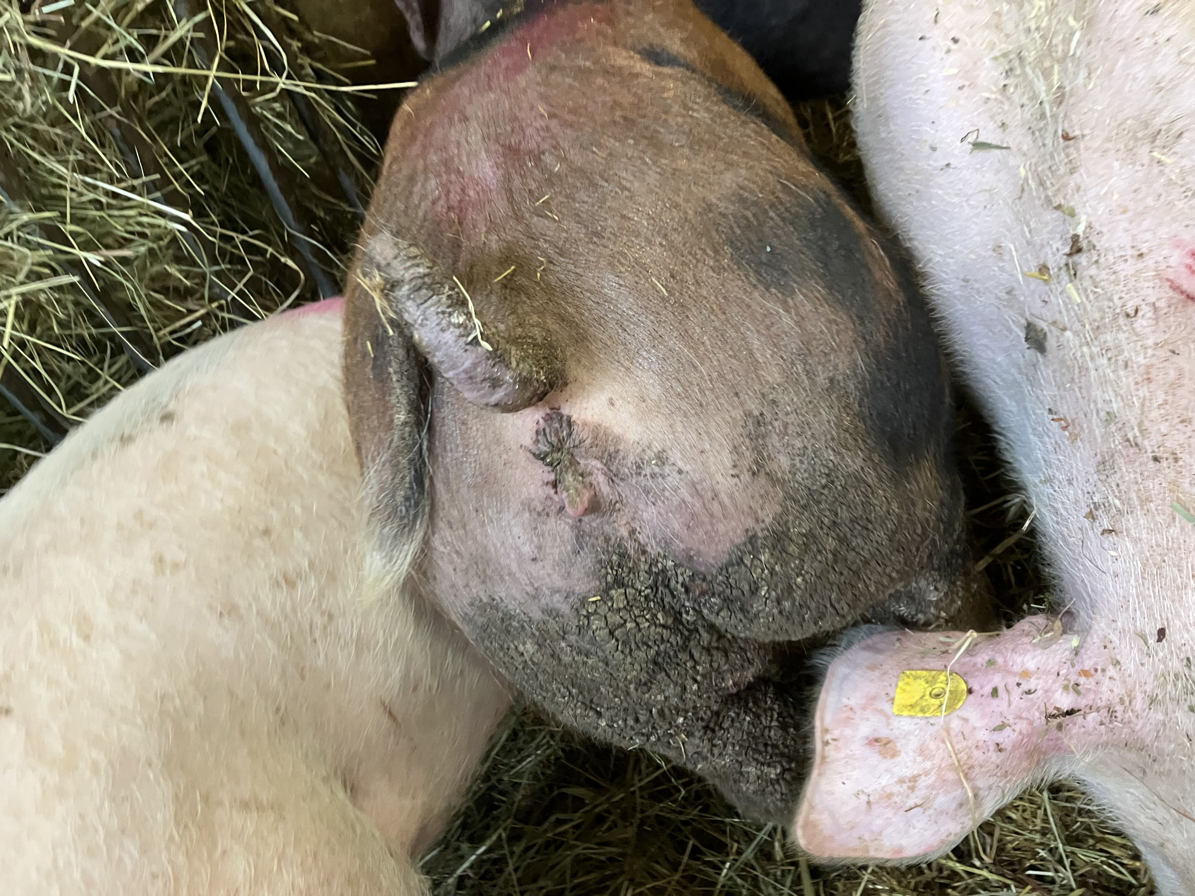 Hautveränderung (Parakeratose) bei Zinkmangel (mittleres Schwein).