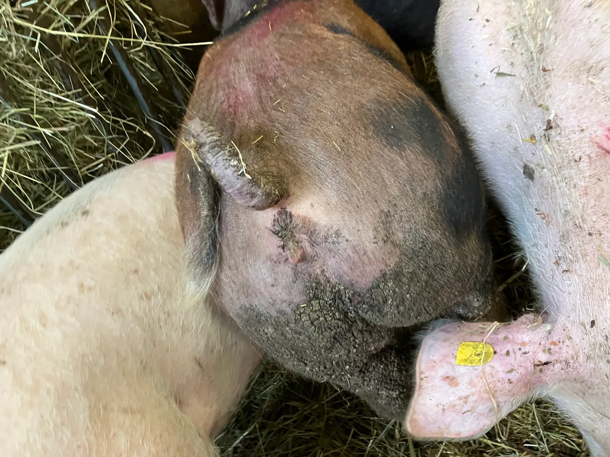 Hautveränderung (Parakeratose) bei Zinkmangel (mittleres Schwein).