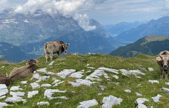 OS_32_A_Wolfsriss_Alp «Eine Schwelle ist überschritten worden», sagt der Glarner Bauernpräsident