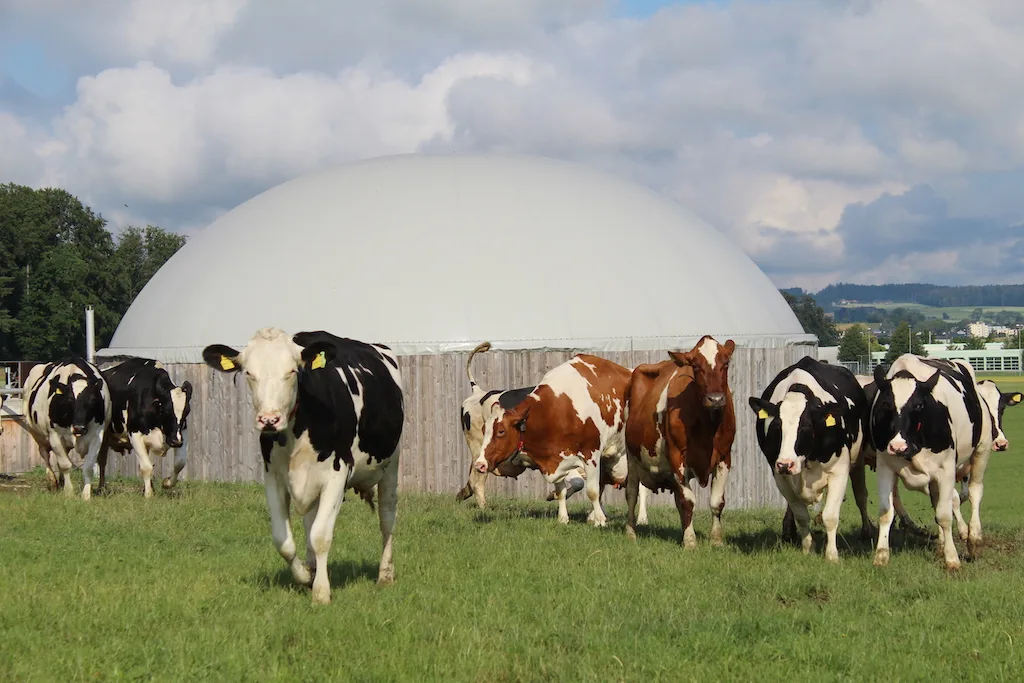 766a51bb6b818990343b6177731c3554ce0b929a Bildlegende: Die landwirtschaftliche Biogasanlage der Familie Bigler in Moosseedorf BE hat nun die Aussicht auf gute Unterstützung aus der Politik. (Bild Ökostrom Schweiz)