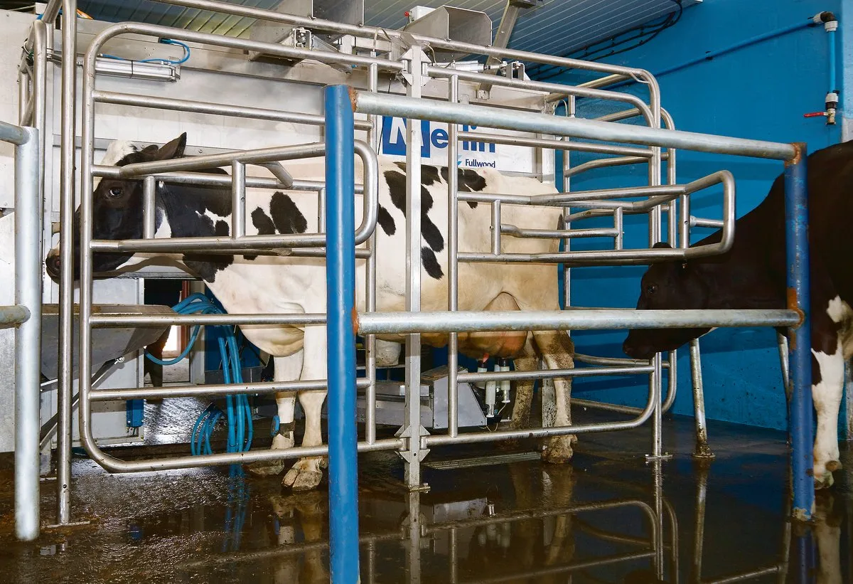 39ec324d3250c1ee36e648e455de5dff2f6bf5d2 Wieviel Kilogramm Milch ein Roboter pro Kuh und Jahr schafft, hängt von vielen Faktoren ab.(Bild Peter Fankhauser)