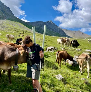 Auf den Flächen der Alp Curtegns weidet überwiegend das Braunvieh der Landwirte aus dem Tal. Aber auch die Mutterkühe aus Maya Lareidas Herde haben in diesem Sommer dort ihren Platz gefunden.