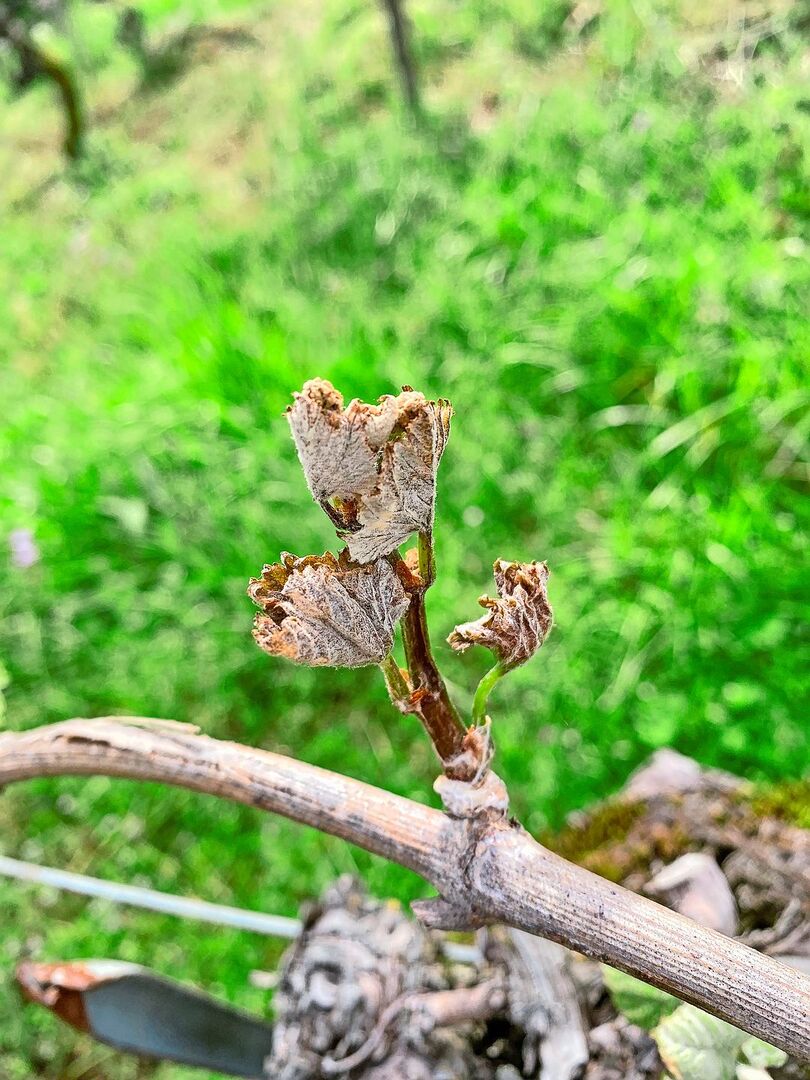 Weil der Frostbefall relativ früh in der Weinbausaison aufgetreten ist, sind einige Triebe komplett erfroren.