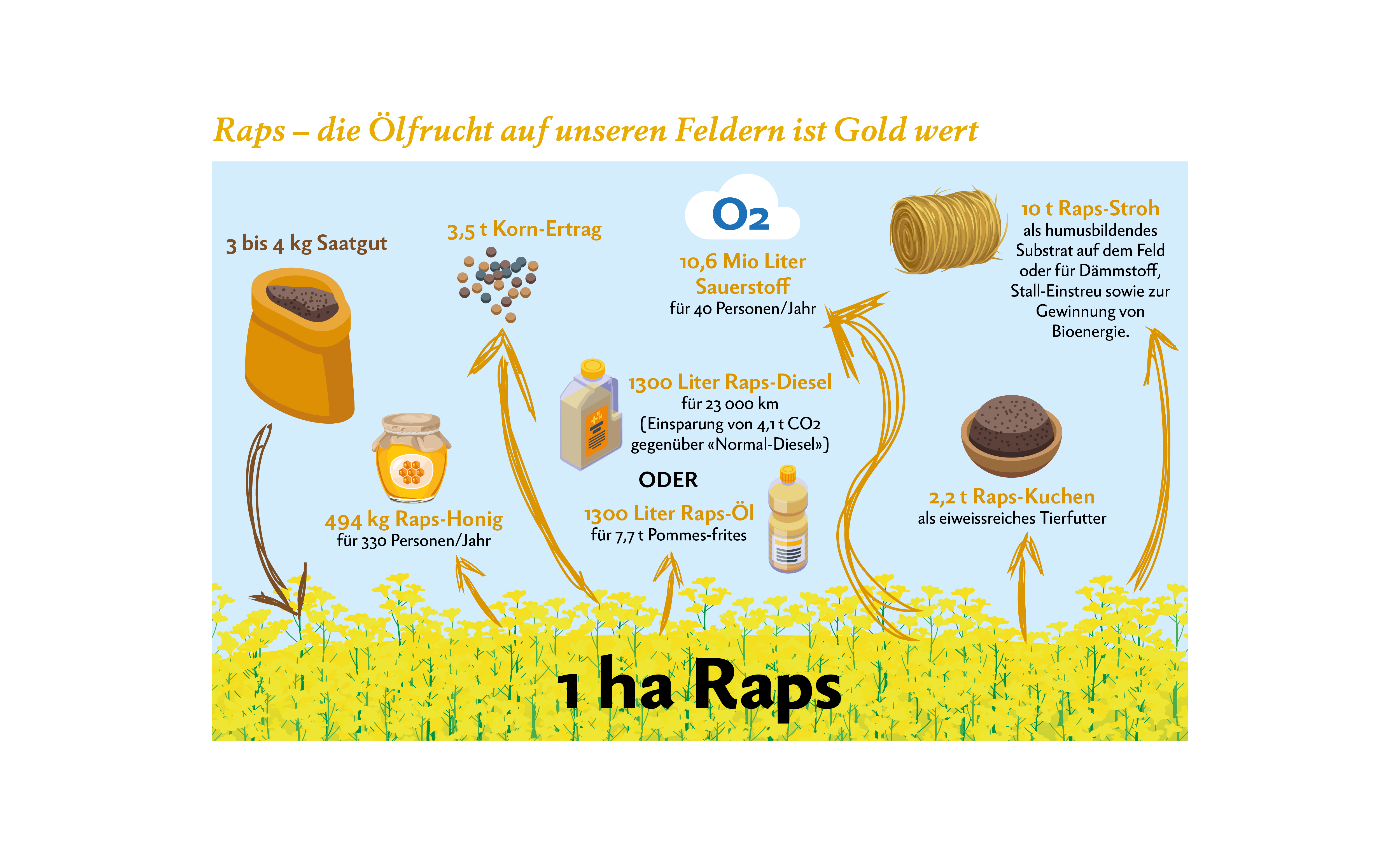 Infografik über den Raps-Anbau, vom Saatgut über die Ernte bis zu den verschiedenen Raps-Produkten.
