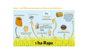 Infografik über den Raps-Anbau, vom Saatgut über die Ernte bis zu den verschiedenen Raps-Produkten.