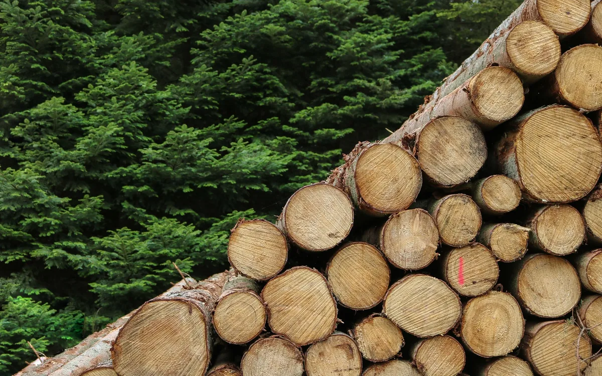fe2ec672f60bb98f629e40104522531c5dd120f6 Die kürzlichen Preissteigerungen für Holz gingen vor allem an die Wertschöpfungskette, nicht an Waldbesitzer. Auch heute sind die Rundholzpreise auf einem Rekordtief. (Bild Unsplash)